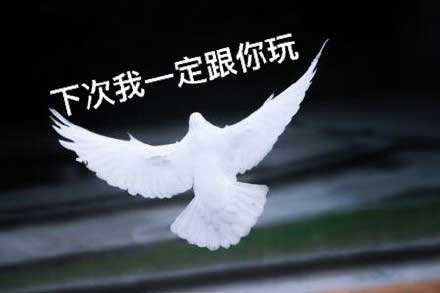 下次我一定跟你玩,放鸽子表情 下次我一定跟你玩,放鸽子表情