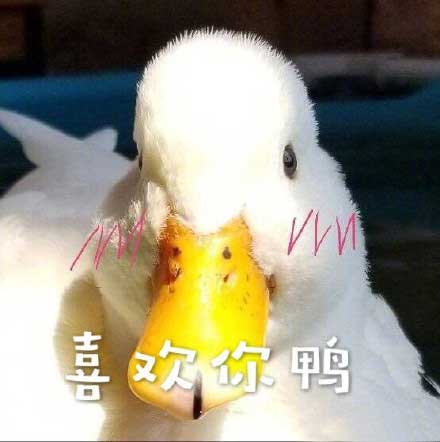 喜欢你鸭,鸭子表情 喜欢你鸭,鸭子表情