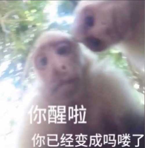 你醒啦？你已经变成吗喽了