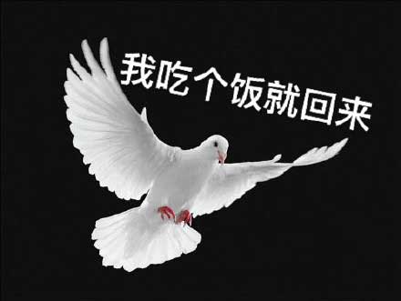 鸽子说我吃个饭就回来 鸽子说我吃个饭就回来