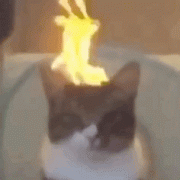 猫猫头上冒火表情包