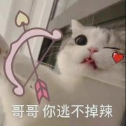 哥哥你逃不掉辣(猫咪表情包)