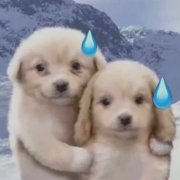 两只狗狗流泪表情包