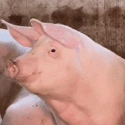 猪猪转头 GIF 动图