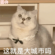 这就是大城市吗  猫咪表情包