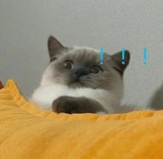 (猫咪震惊)
