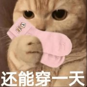 还能穿一天(猫咪猫猫闻袜子)