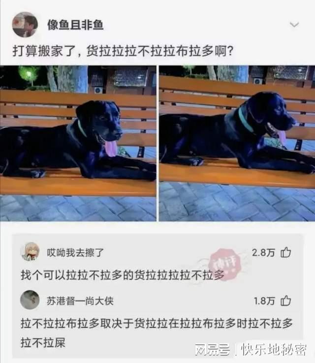 神回复：鲸鱼死了有个好听的名字叫鲸落，那么鲨鱼死了叫什么？