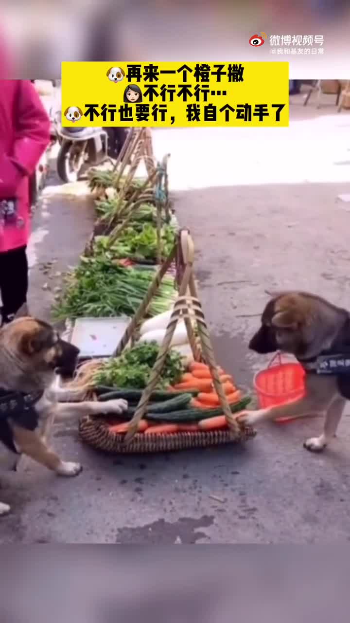 轻松一刻：你我本无缘，全凭这奶白的雪子！