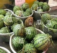 轻松一刻：你我本无缘，全凭这奶白的雪子！