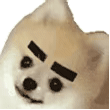 狗狗挑眉动图表情包