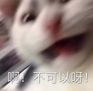 啊!不可以呀!(猫咪表情包)