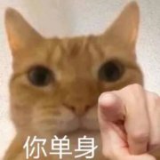 你单身(猫咪指人表情包)