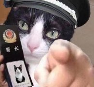 猫咪指人表情包 猫咪警长