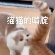 猫猫的啃腚(猫猫的肯定)