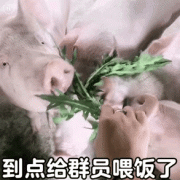 到点给群员喂饭了(猪猪表情包)