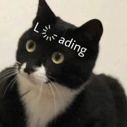 loading 猫咪加载中表情包