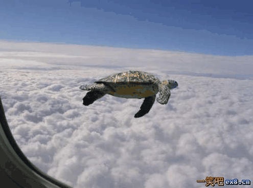 在天上飞的乌龟