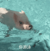 你游泳(猪猪游泳)
