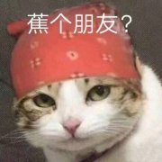 蕉个朋友?(猫咪交个朋友表情包)