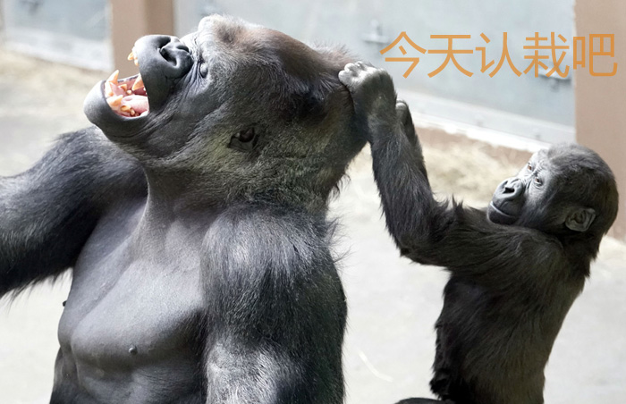 一秒笑喷的段子:小子,快把胡萝卜交出来 一秒笑喷的段子:小子,快把胡萝卜交出来