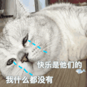 快乐是他们的我什么都没有(流泪猫咪表情包)