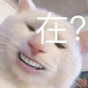 在?(猫猫表情包)