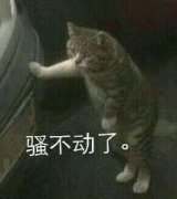 骚不动了。(猫咪表情包)