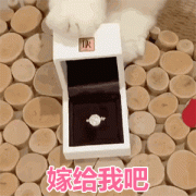 嫁给我吧(猫咪推戒指 GIF 动图)