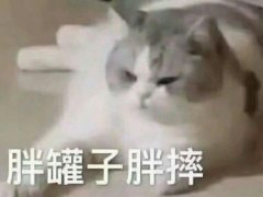 胖罐子胖摔（猫咪）