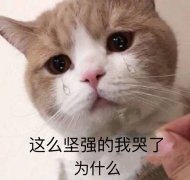 这么坚强的我哭了  为什么（流泪猫咪）