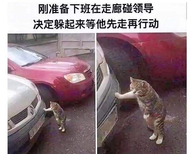 轻松一刻:那是两颗西瓜吗?远远看着那么大! 轻松一刻:那是两颗西瓜吗?远远看着那么大!
