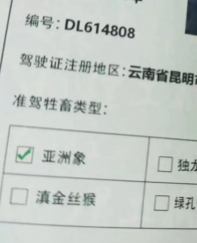 轻松一刻午间版:做鸡很难,但你以为做鸭就容易吗? 轻松一刻午间版:做鸡很难,但你以为做鸭就容易吗?