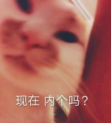 现在 内个吗（猫咪）