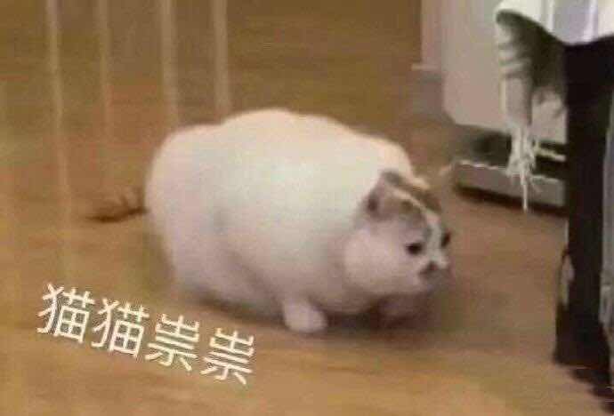 猫猫祟祟