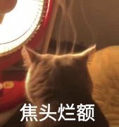 焦头烂额（猫咪烤火头顶冒烟）