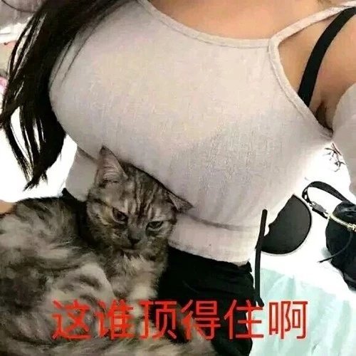 这谁顶得住啊 猫咪