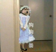 狗狗祟祟（女仆装狗子）