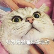 对方扬起喵头鄙视你(猫咪)