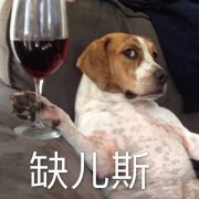 缺儿斯（cheers 狗子喝酒）