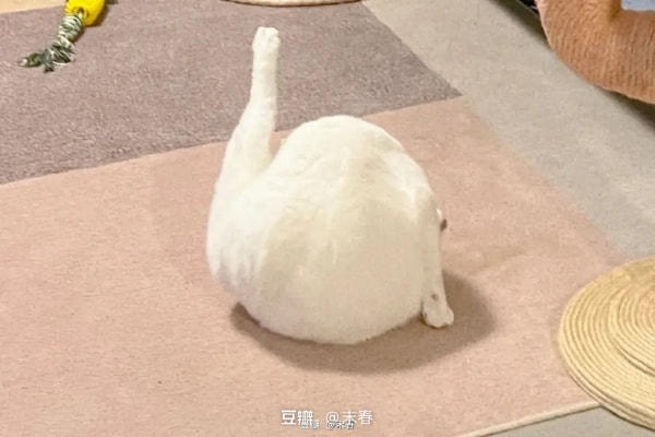 轻松一刻:这种玩法我见过,主人的任务罢了 轻松一刻:这种玩法我见过,主人的任务罢了