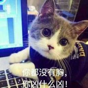 你都没有胸，凶什么凶!（猫咪）