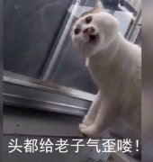 头都给老子气歪喽（猫咪楼楼）