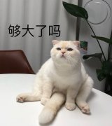 够大了吗（猫咪）