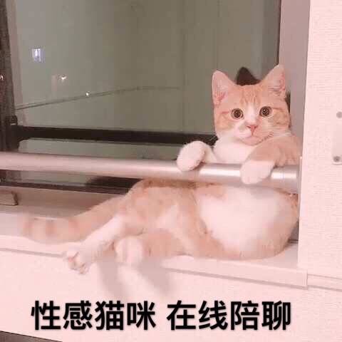 性感猫咪，在线陪聊