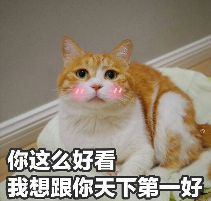 你这么好看 我想跟你天下第一好（猫咪）