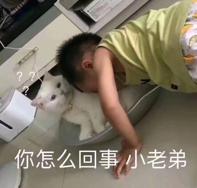 猫咪：你怎么回事？小老弟