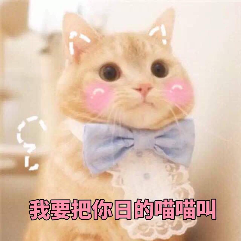我要把你日的喵喵叫(猫咪)