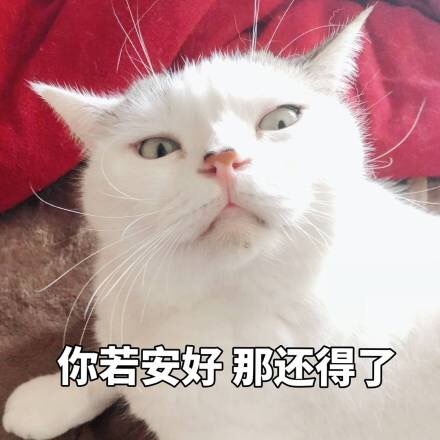 你若安好，那还得了（猫咪）