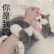 你是我的（猫咪抱住主人的手）